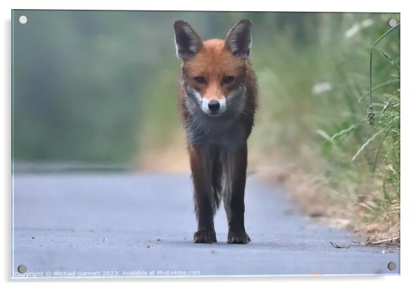 Red fox in the early morning mist  Acrylic by Michael Garnett