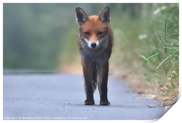 Red fox in the early morning mist  Print by Michael Garnett