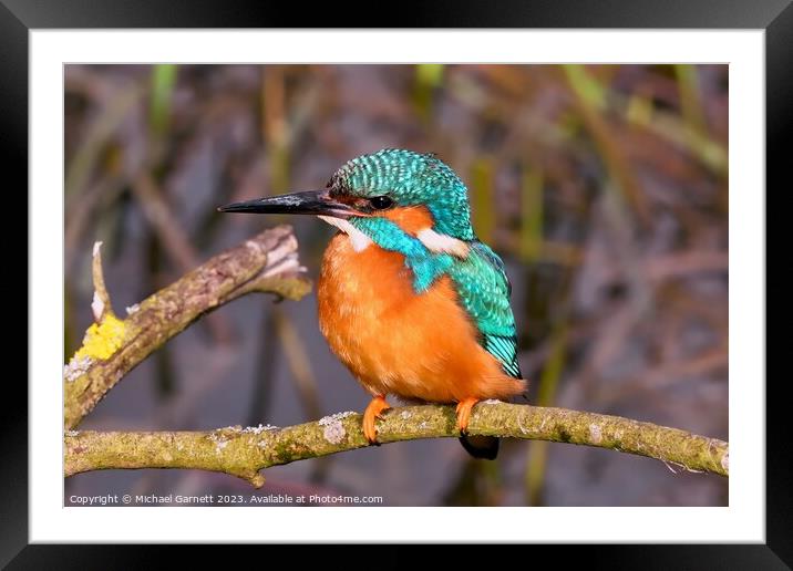 A beautiful male Kingfisher sat on a branch Framed Mounted Print by Michael Garnett