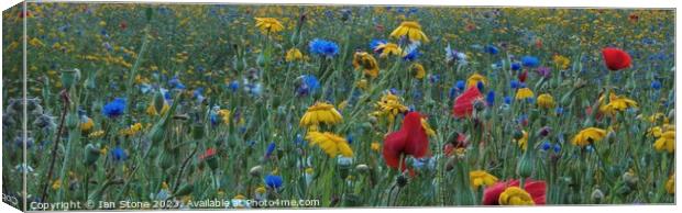 Wonderful wildflowers Canvas Print by Ian Stone