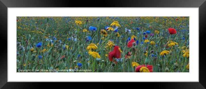 Wonderful wildflowers Framed Mounted Print by Ian Stone