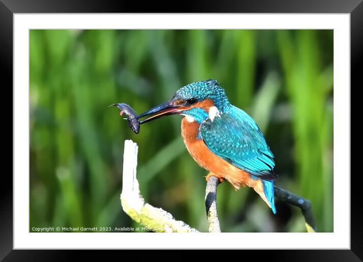 A colorful Kingfisher perched on a tree branch  Framed Mounted Print by Michael Garnett
