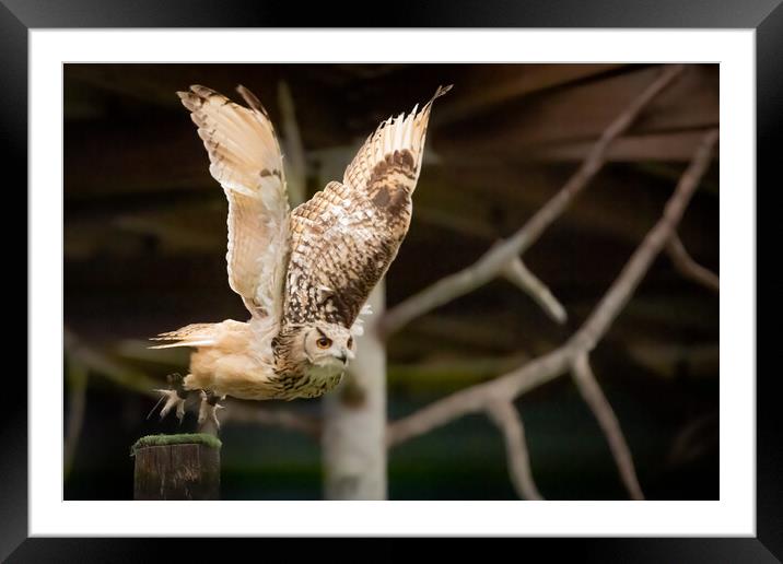 Enchanting Gaze: Captivating Owl Close-up Framed Mounted Print by Duncan Loraine