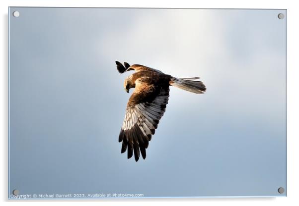 Marsh Harrier soaring high Acrylic by Michael Garnett