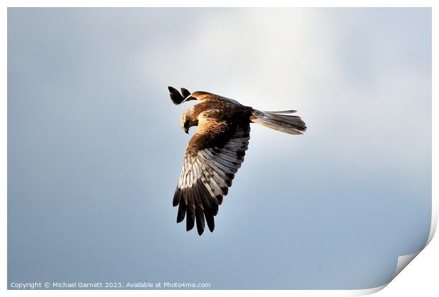Marsh Harrier soaring high Print by Michael Garnett