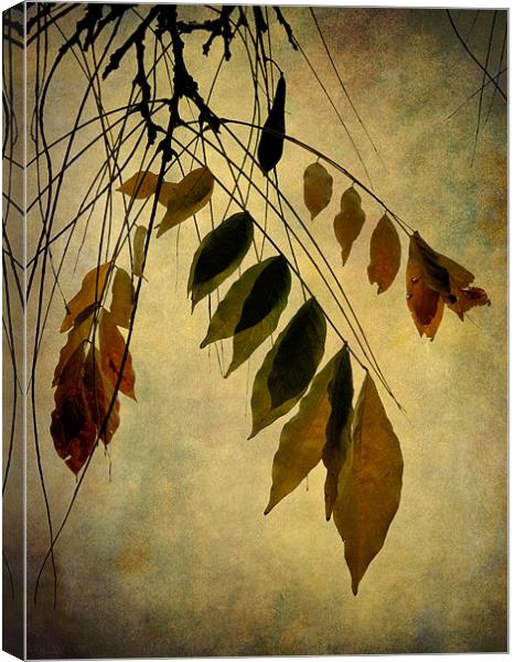 autumn palette Canvas Print by Heather Newton