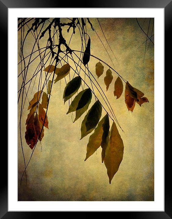 autumn palette Framed Mounted Print by Heather Newton