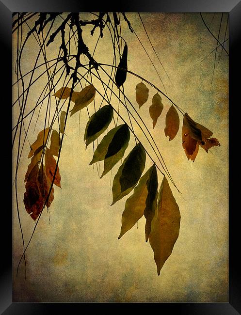 autumn palette Framed Print by Heather Newton
