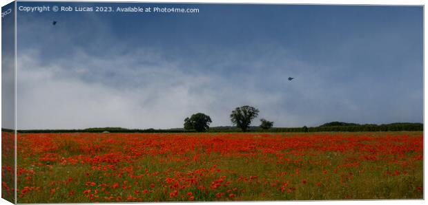 Training over Norfolk Poppy fields Canvas Print by Rob Lucas