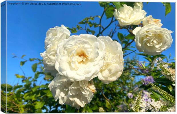 White Roses under a Blue Sky Canvas Print by Jim Jones