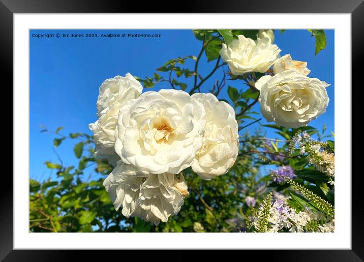 White Roses under a Blue Sky Framed Mounted Print by Jim Jones