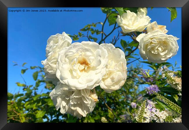 White Roses under a Blue Sky Framed Print by Jim Jones