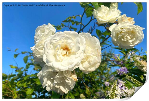 White Roses under a Blue Sky Print by Jim Jones
