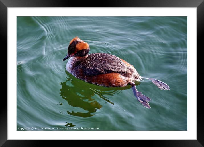 "Graceful Slavonian Grebe Glides through Burghead  Framed Mounted Print by Tom McPherson