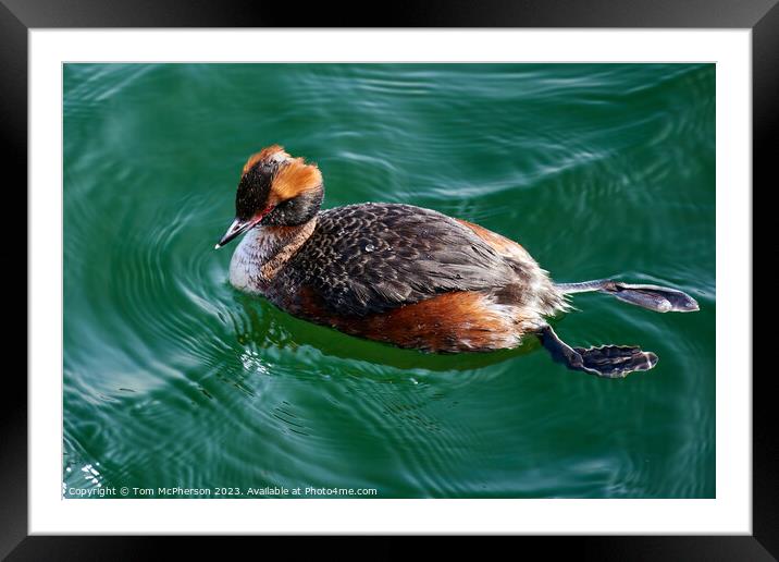 "Enchanting Slavonian Grebe Glides Through Burghea Framed Mounted Print by Tom McPherson