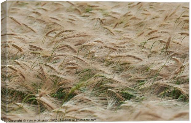 "Golden Symphony: A Serenade of Swirling Wheat" Canvas Print by Tom McPherson