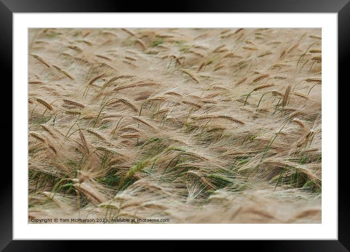 "Golden Symphony: A Serenade of Swirling Wheat" Framed Mounted Print by Tom McPherson