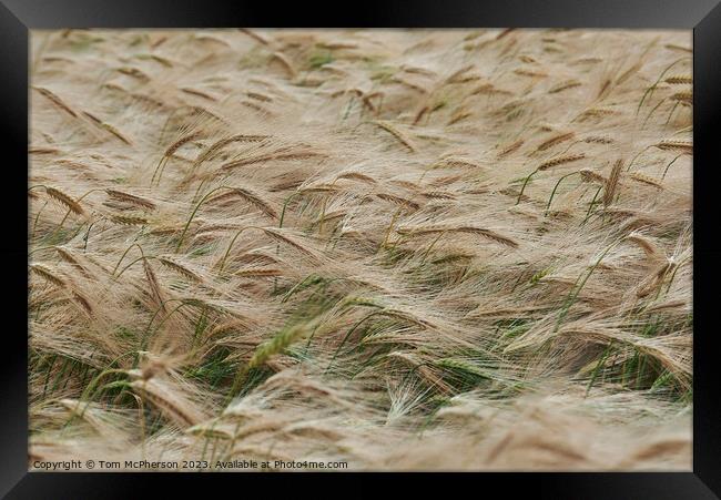 "Golden Symphony: A Serenade of Swirling Wheat" Framed Print by Tom McPherson