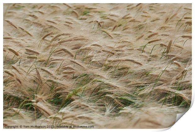 "Golden Symphony: A Serenade of Swirling Wheat" Print by Tom McPherson