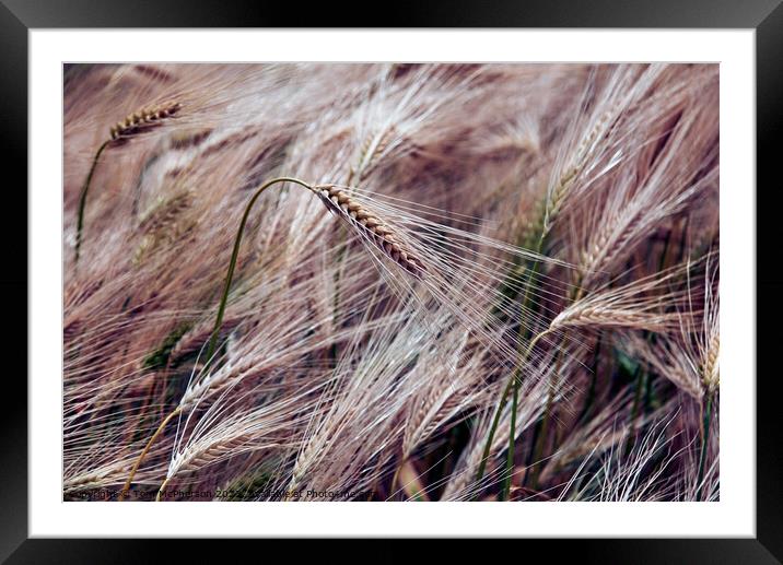"Whispering Gold: A Serenade of the Wheatfield" Framed Mounted Print by Tom McPherson