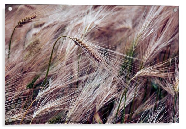 "Whispering Gold: A Serenade of the Wheatfield" Acrylic by Tom McPherson