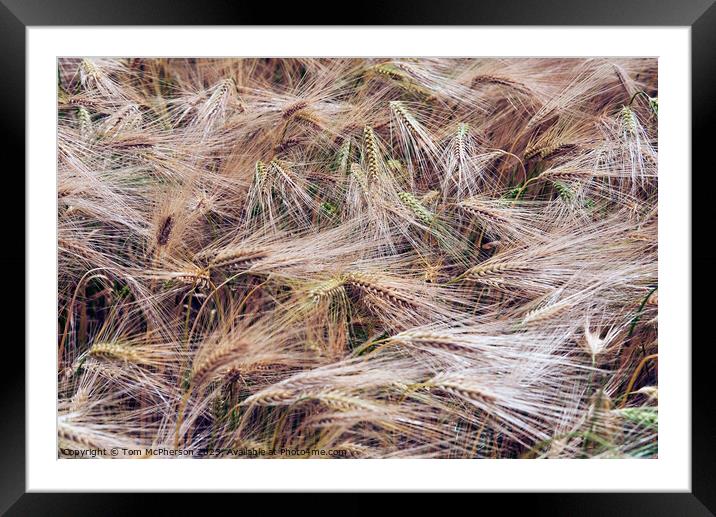  Field of Golden Wheat  Framed Mounted Print by Tom McPherson