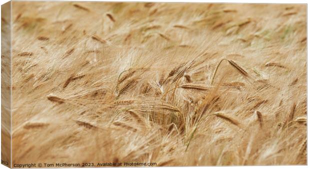 "Whispering Symphony of Golden Wheat" Canvas Print by Tom McPherson