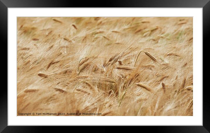 "Whispering Symphony of Golden Wheat" Framed Mounted Print by Tom McPherson