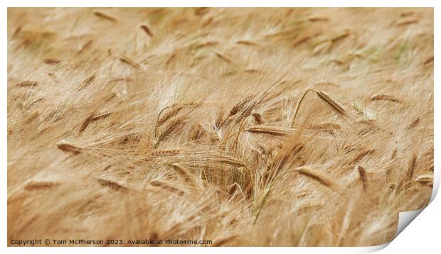 "Whispering Symphony of Golden Wheat" Print by Tom McPherson