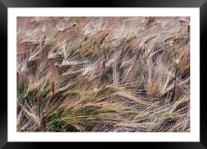 "Harmonious Sunset Dance of Golden Wheat" Framed Mounted Print by Tom McPherson
