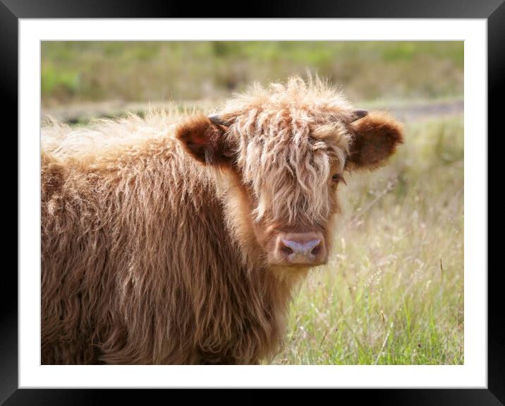 A Highland calf Framed Mounted Print by Leighton Collins
