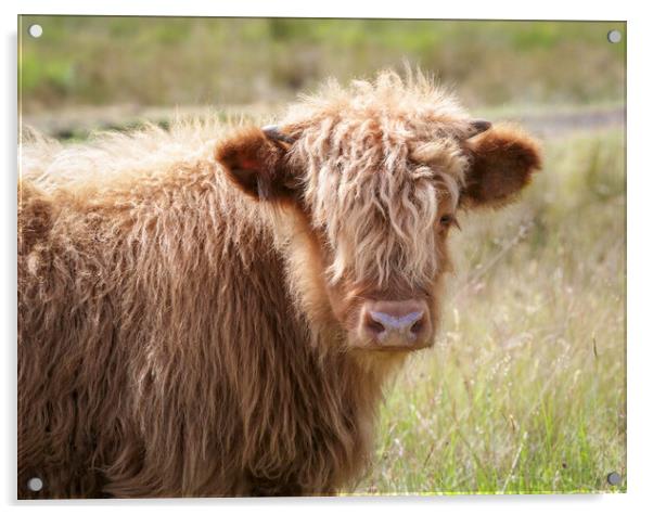 A Highland calf Acrylic by Leighton Collins