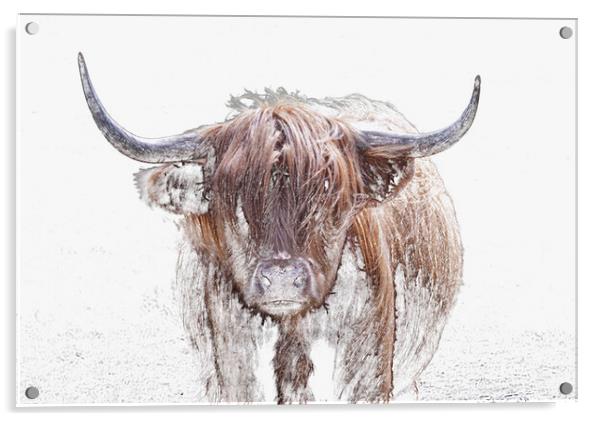 The Highland Cow in Winter Acrylic by Leighton Collins