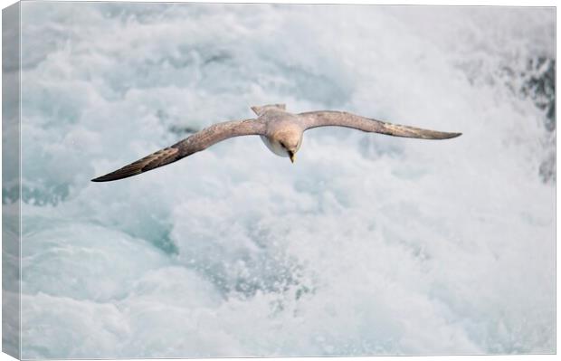 Fulmar Heading Home in the Arctic Canvas Print by Martyn Arnold