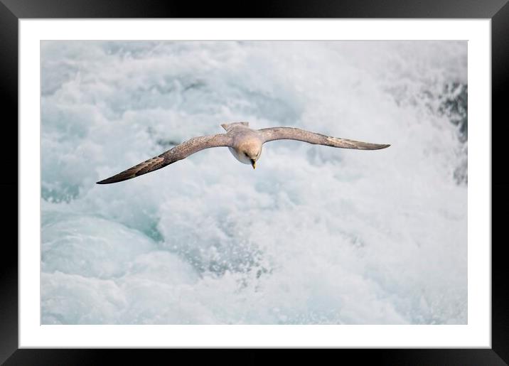 Fulmar Heading Home in the Arctic Framed Mounted Print by Martyn Arnold