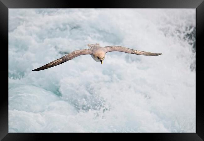 Fulmar Heading Home in the Arctic Framed Print by Martyn Arnold