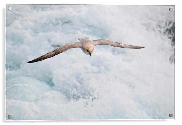 Fulmar Heading Home in the Arctic Acrylic by Martyn Arnold