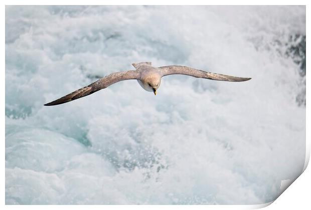 Fulmar Heading Home in the Arctic Print by Martyn Arnold