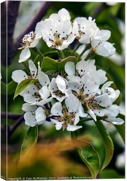 Delicate Dance of White Garden Blooms Canvas Print by Tom McPherson