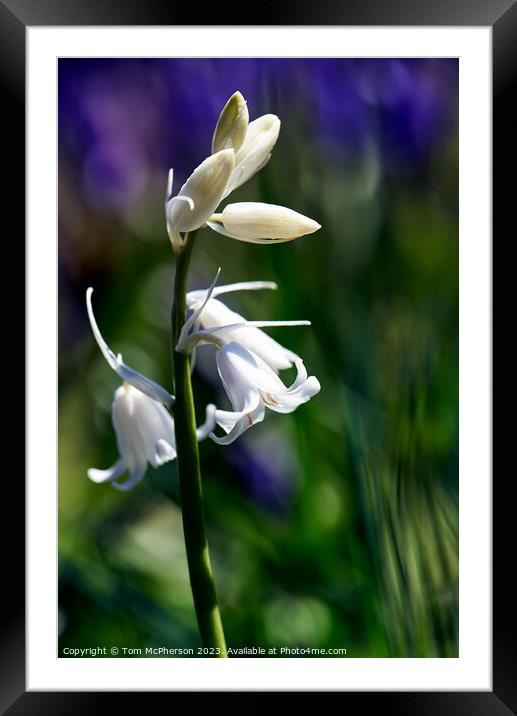 "Ethereal Elegance" Framed Mounted Print by Tom McPherson