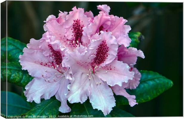 "Pink Rhododendron Blooms in Enchanting Harmony" Canvas Print by Tom McPherson