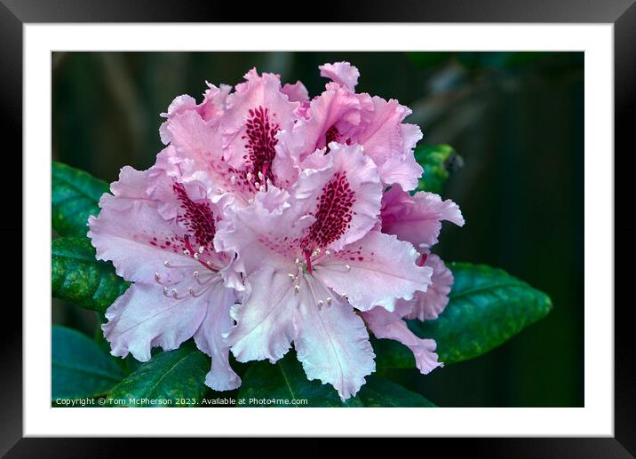 "Pink Rhododendron Blooms in Enchanting Harmony" Framed Mounted Print by Tom McPherson