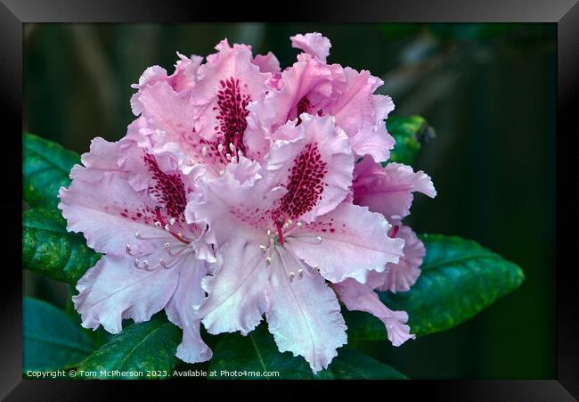"Pink Rhododendron Blooms in Enchanting Harmony" Framed Print by Tom McPherson