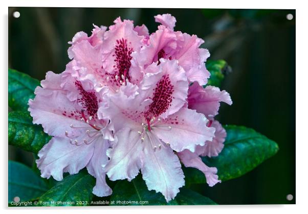 "Pink Rhododendron Blooms in Enchanting Harmony" Acrylic by Tom McPherson