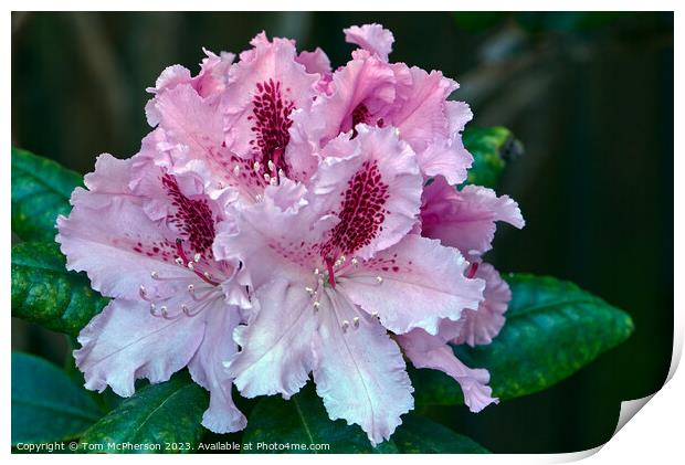 "Pink Rhododendron Blooms in Enchanting Harmony" Print by Tom McPherson