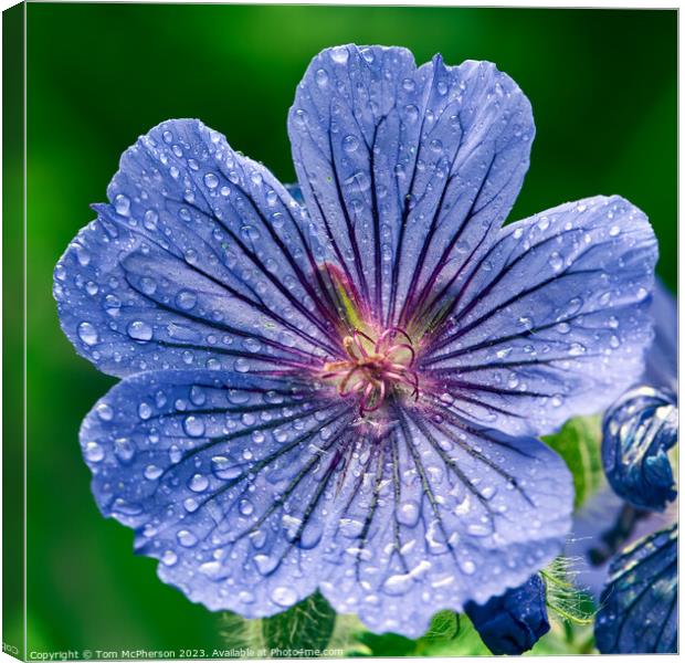 "Enchanting Blue Geranium: Blooming Beauty" Canvas Print by Tom McPherson