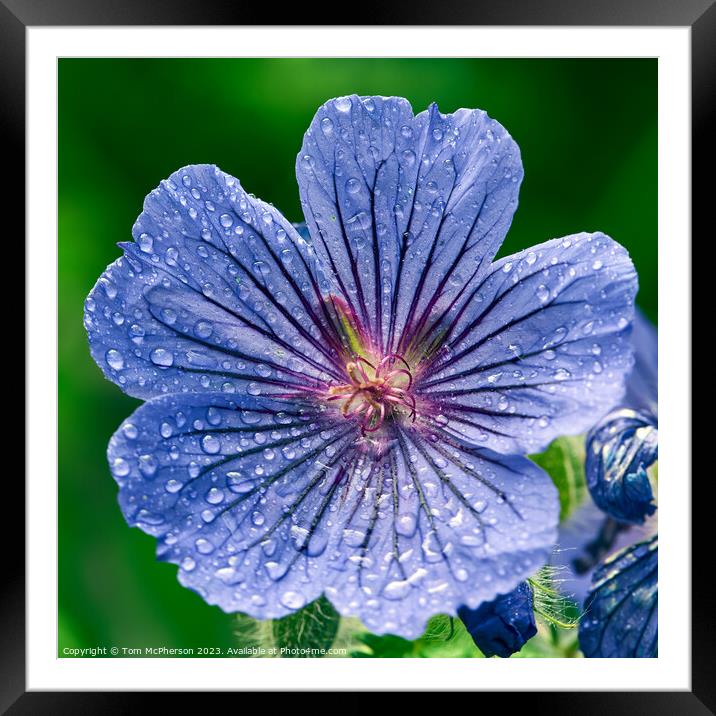 "Enchanting Blue Geranium: Blooming Beauty" Framed Mounted Print by Tom McPherson