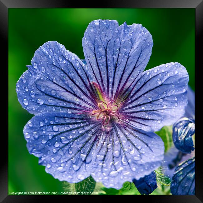 "Enchanting Blue Geranium: Blooming Beauty" Framed Print by Tom McPherson