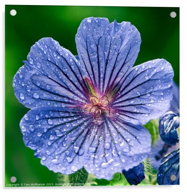 "Enchanting Blue Geranium: Blooming Beauty" Acrylic by Tom McPherson