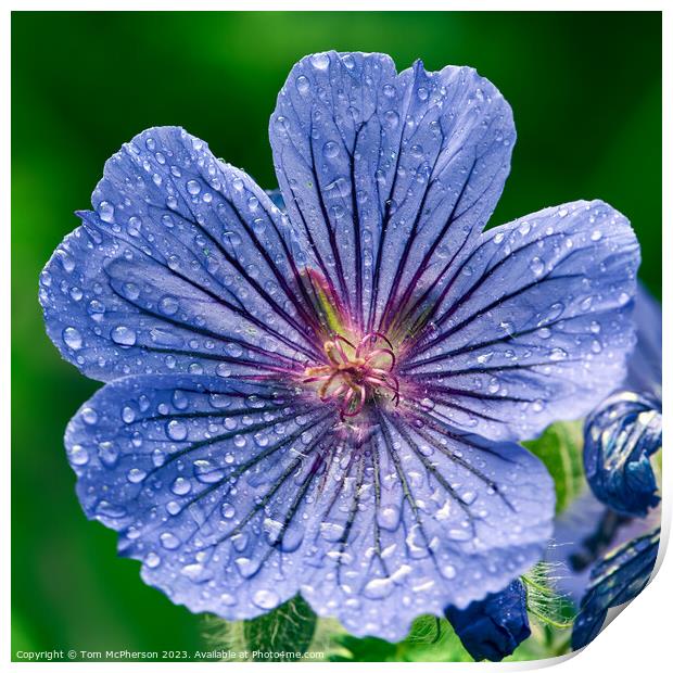 "Enchanting Blue Geranium: Blooming Beauty" Print by Tom McPherson